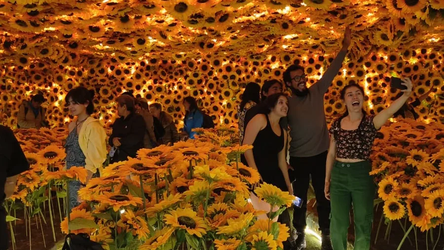 Campo de girasoles para fotos